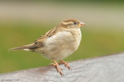 Sparrow