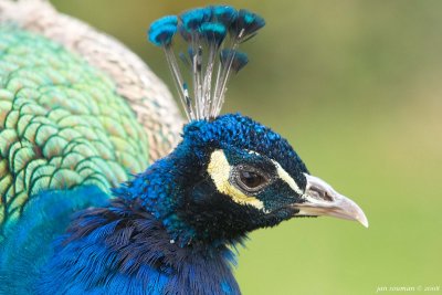 Peacock