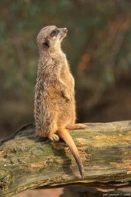 Meerkat