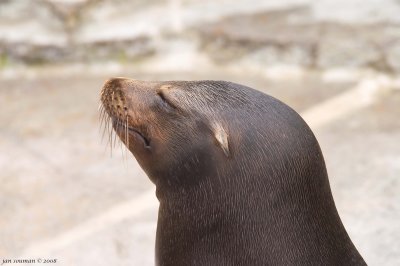 Sea lion