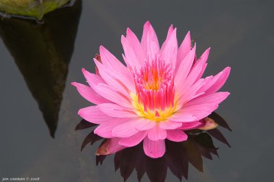 Water lily