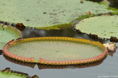 Water lily