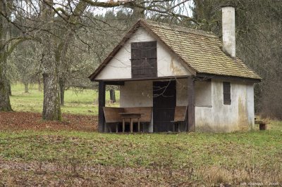 Little house in the forest