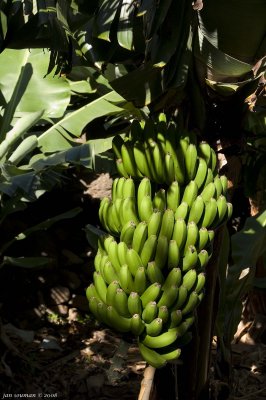 Bananas