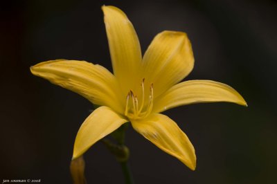 Yellow Lily