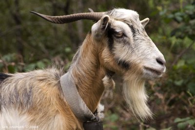Goat