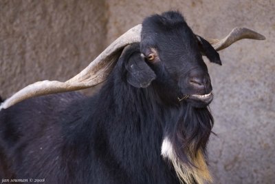 Goat