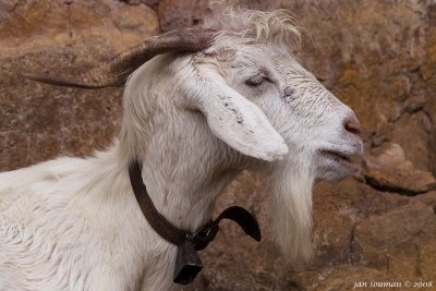 Goat
