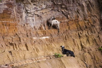 Goats