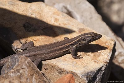 Lizard