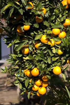 Orange Tree