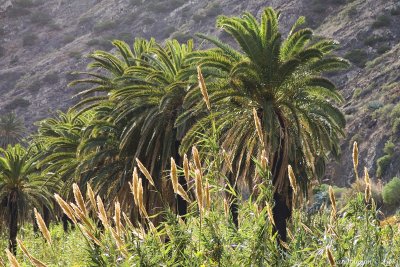 Palm Trees