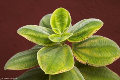 Plant