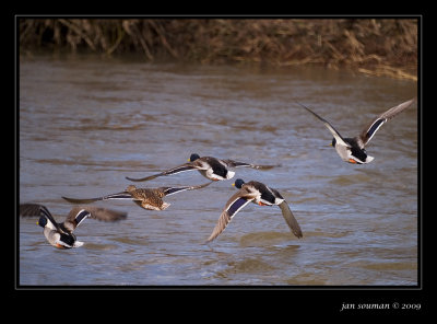 Ducks