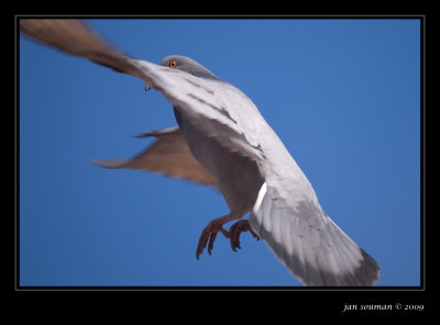 Pigeon