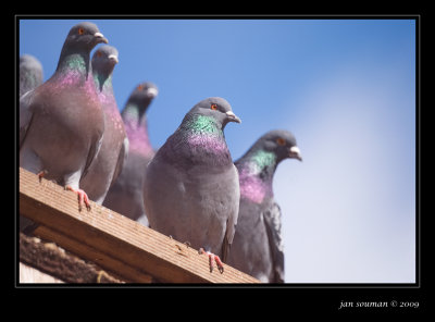 Pigeons