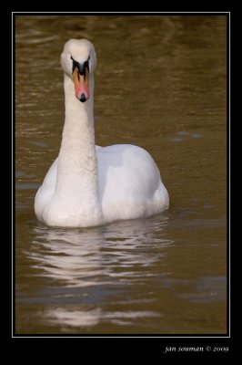 Swan