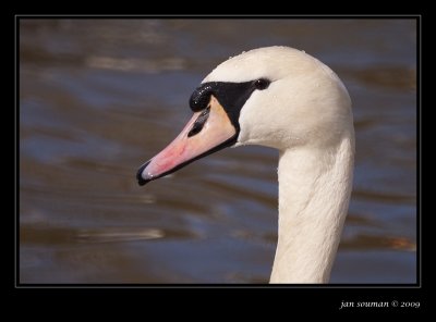 Swan
