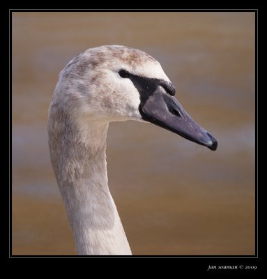 Swan