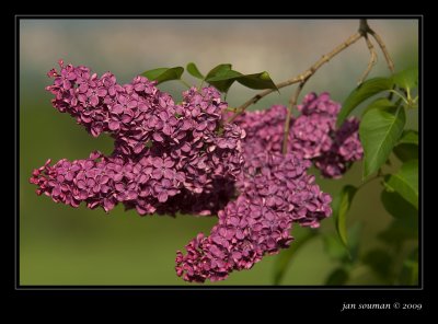 Syringa