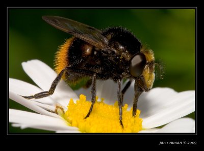 Bumble bee
