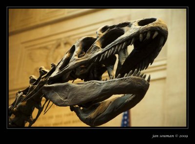 Dinosaur