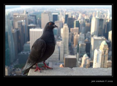 Empire State Building View