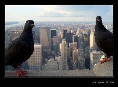 Empire State Building View