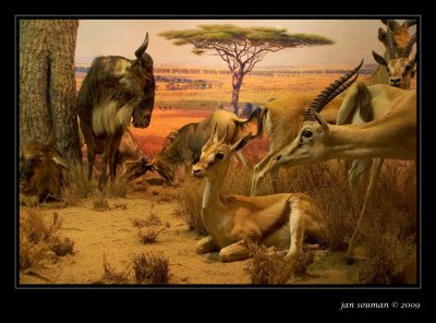 Natural History Museum