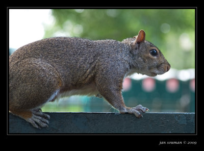 Squirrel