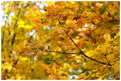 Autumn Colours