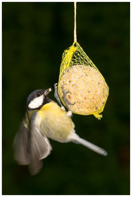 Great Tit