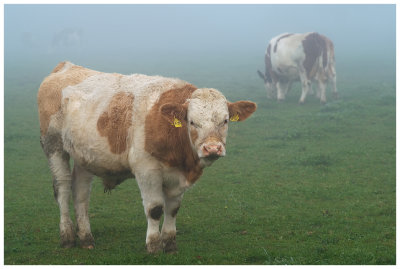 Cows