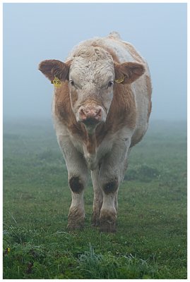 Cow