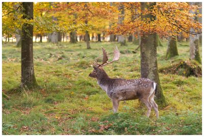 Deer