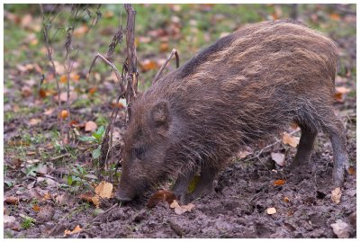 Little wild boar