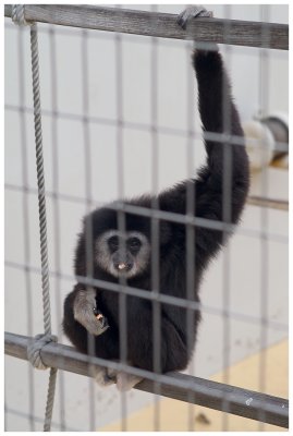 Monkey