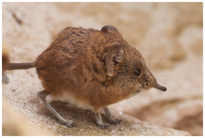 Mouse