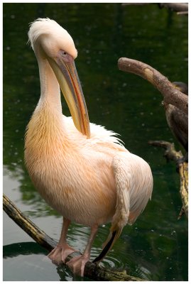 Pelican