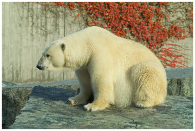 Polar Bear