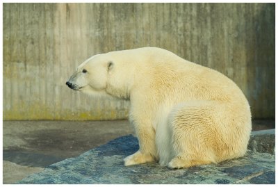 Polar Bear