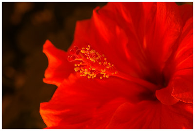 Hibiscus