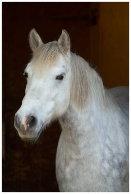 Horse