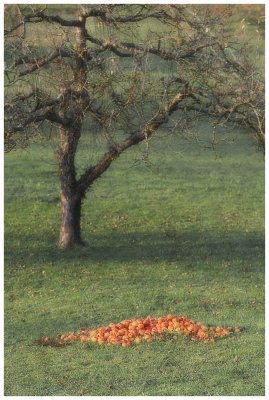 Apples