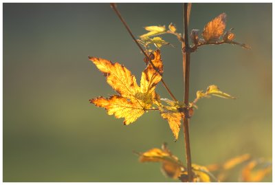 Leaves