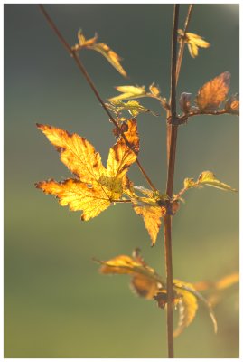 Leaves