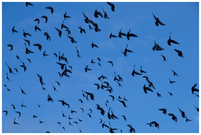 Pigeons