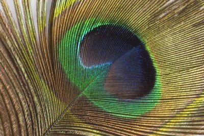 Peacock's feather