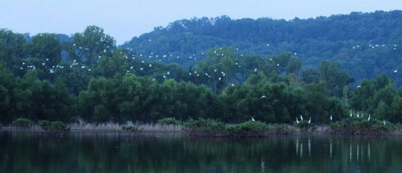 Great Egrets In Flight