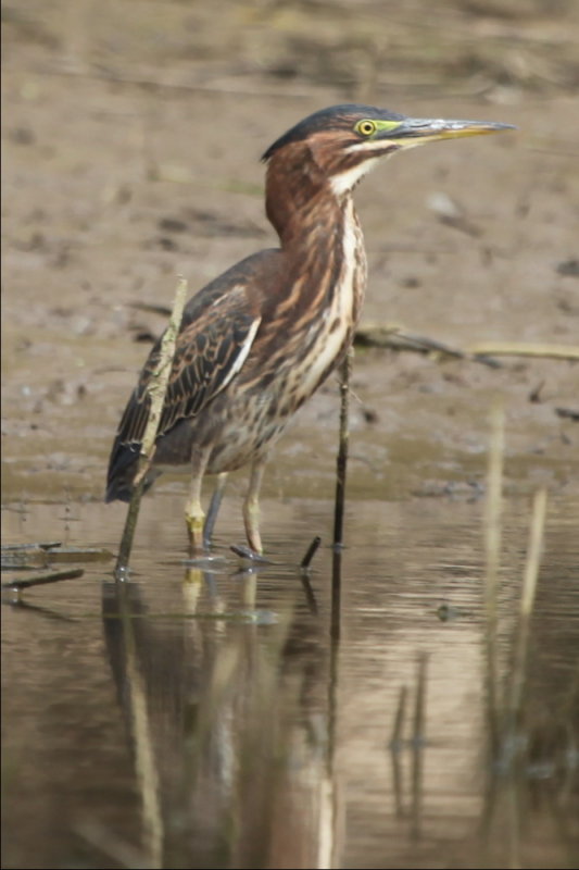  GREEN HERON